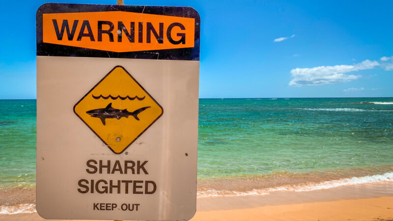 Are There Sharks in Hawaii Beaches - Attack Warning"