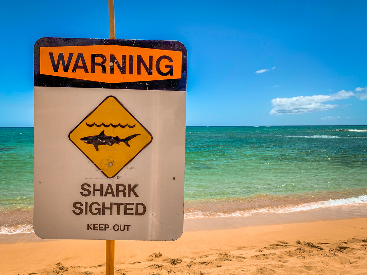 Are There Sharks in Hawaii Beaches - Attack Warning"